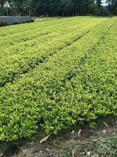 网球拍手胶套件价格多少